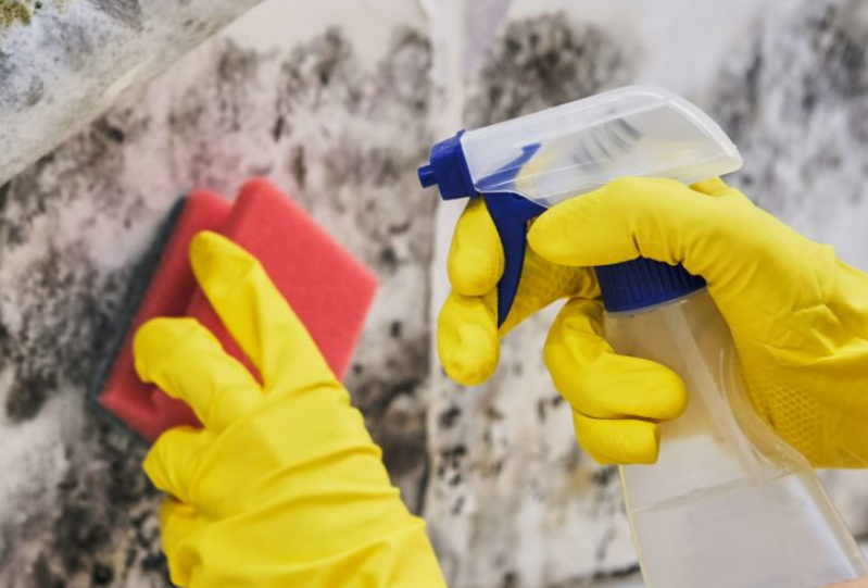 Get Rid Of Water-Damaged Or Moldy Items In San Diego